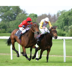 What Role Does a Trainer Play in Preparing a Racehorse for Competitions?