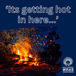 Keep Wildlife Safe This Bonfire Night in Eastbourne