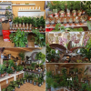 Richards Plants - Desborough xxxINDOOR PLANT RELAUNCHxxx