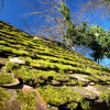 Do Moss and Algae Damage Your Roof?