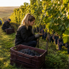 Seasonal Vineyard Recruitment: From Grape Picking to Winter Pruning