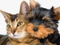 Dog and Cat Grooming in Walsall