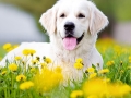 Dog Boarding Services in Walsall