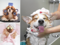 Dog Grooming in Eastbourne