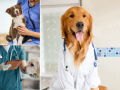 Vets in Eastbourne