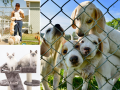 Boarding Kennels and Catteries in Eastbourne