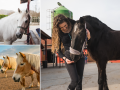 Equestrian Centre in Eastbourne