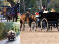Horse Drawn Carriages in Eastbourne
