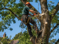 Professional tree surgeon carrying out tree maintenance work in Eastbourne