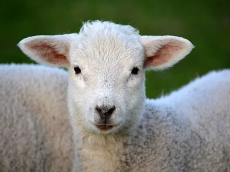 lamb-bottle-feeding