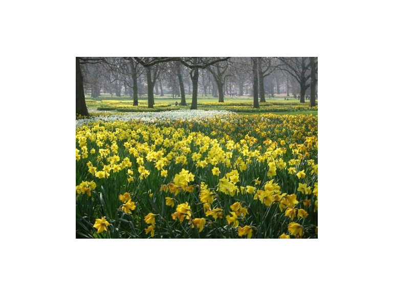 Daffodil Sunday at Newnham Paddox 2023