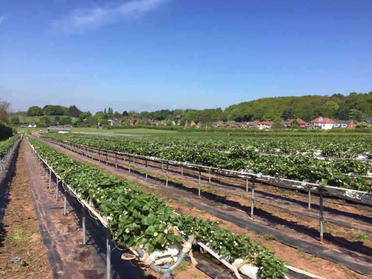 Pick your own Strawberries at Manor Farm Fruits
