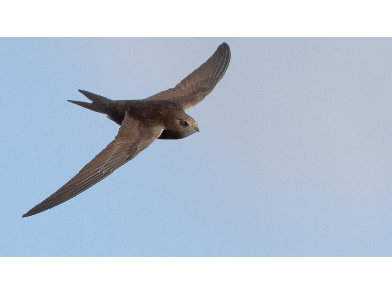 Swifts in Newbury