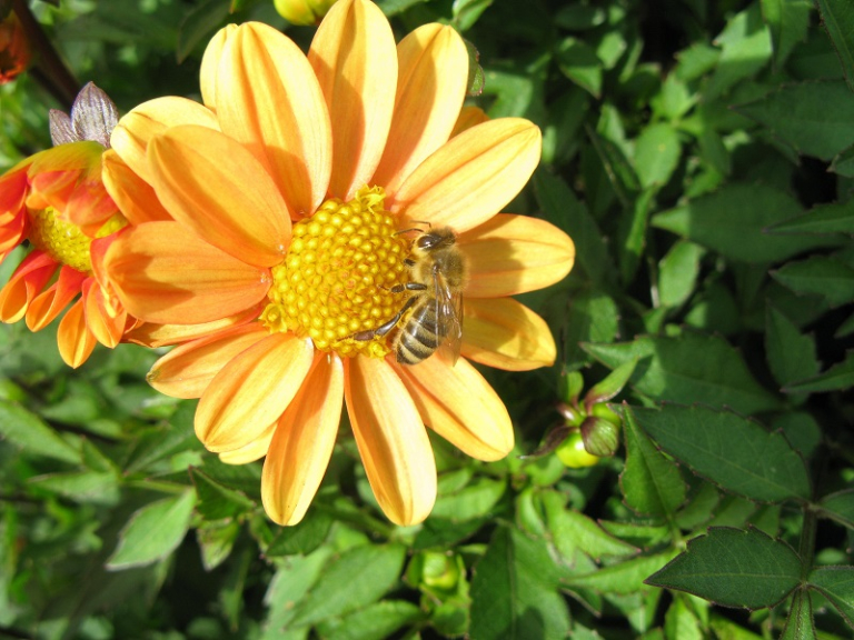 May Half Term Fun: Super Bees! 