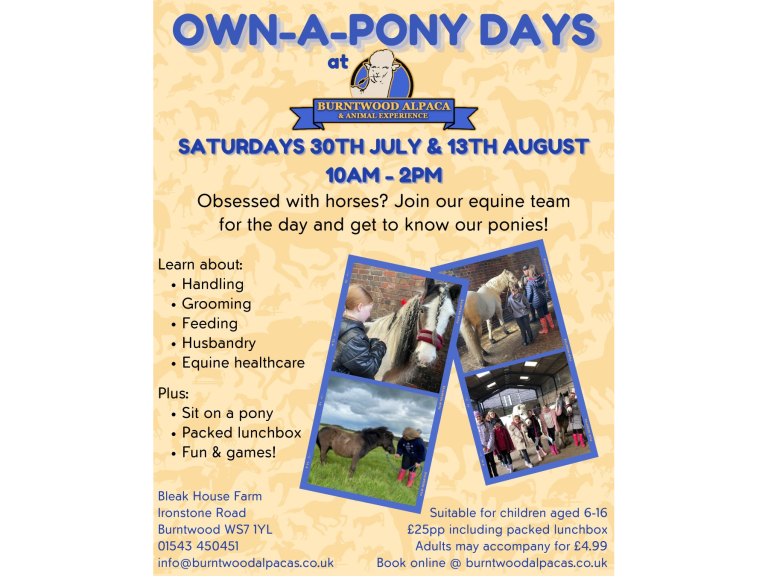 Own-a-Pony Day with Burntwood Alpacas