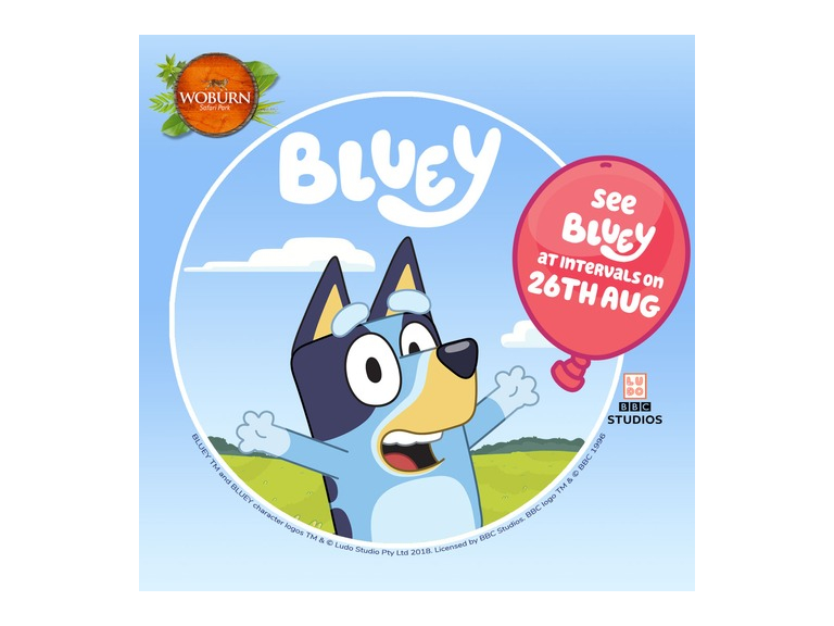 Come and see Bluey