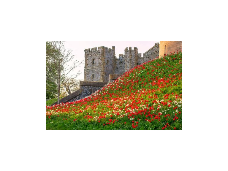 Arundel Castle's Tulip Festival to make grand return in 2024