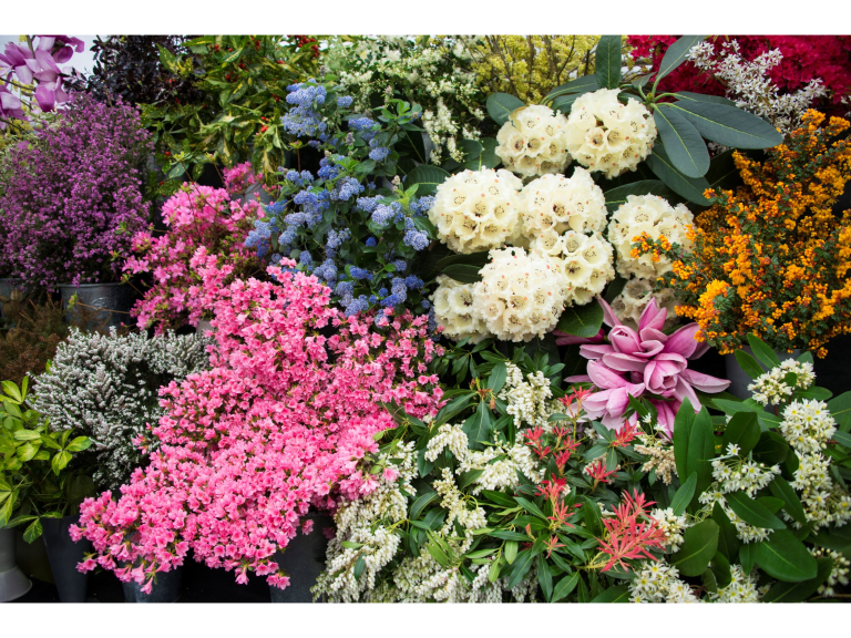 Cornwall Garden Society 2024 Spring Flower Show