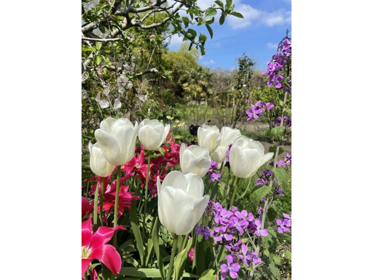 Spring bulb walk at Capel Manor Gardens