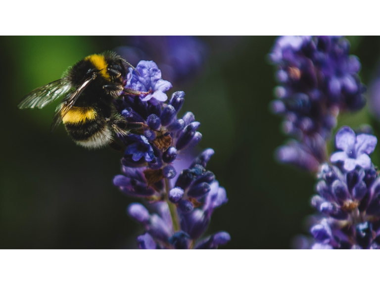 Princesshay City Bee and Rooftop Garden Tours  