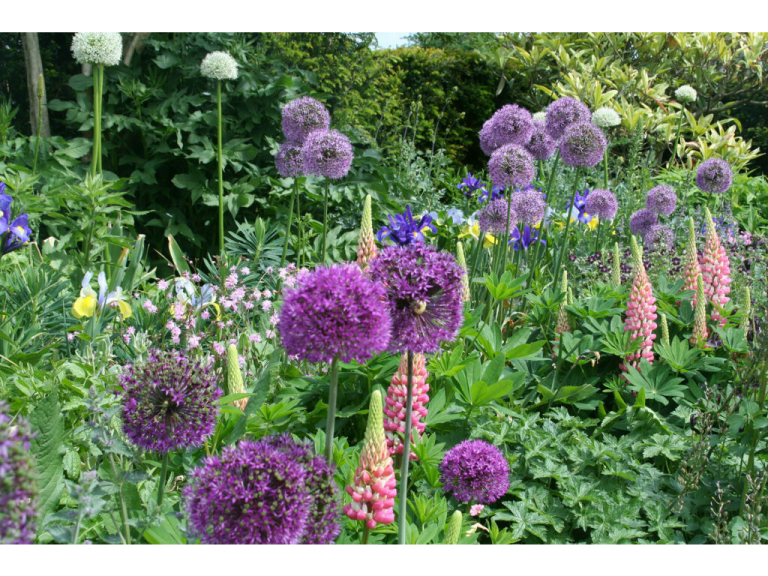 Allium Extravaganza returns to Arundel Castle this May with a floral fireworks display