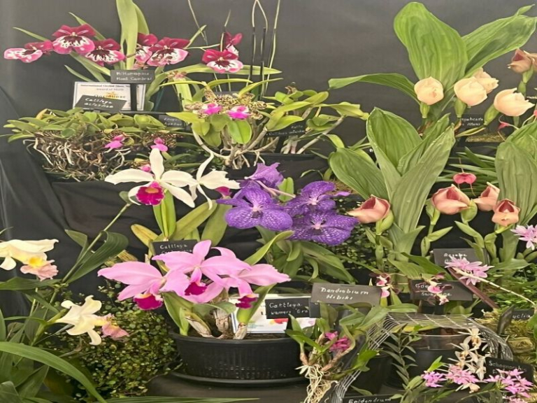 The Orchid Society of Great Britain Spring Show13th April,Squires Garden Centre,Shepperton,TW17 8SG