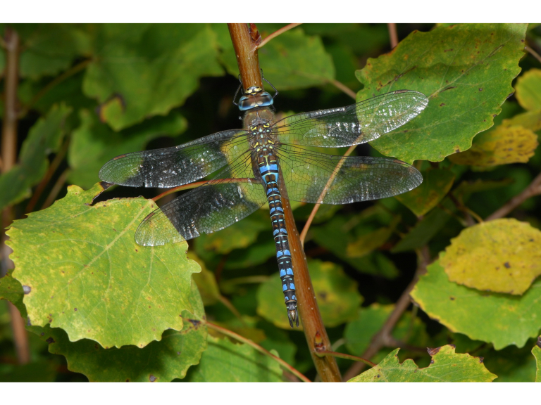 Butterflies and Dragonflies Guided Walk at RSPB Sandwell Valley