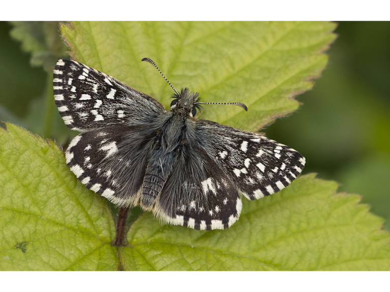 A FREE Guided butterfly Walk at Paice's Wood Country Park , led by Hilary Glew.