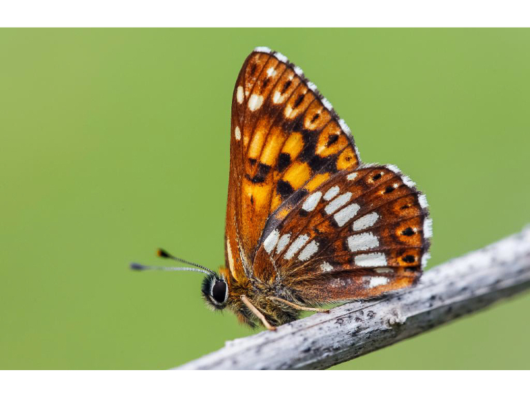 A FREE Guided butterfly Walk at Ivinghoe Beacon , led by Steph Rodgers.