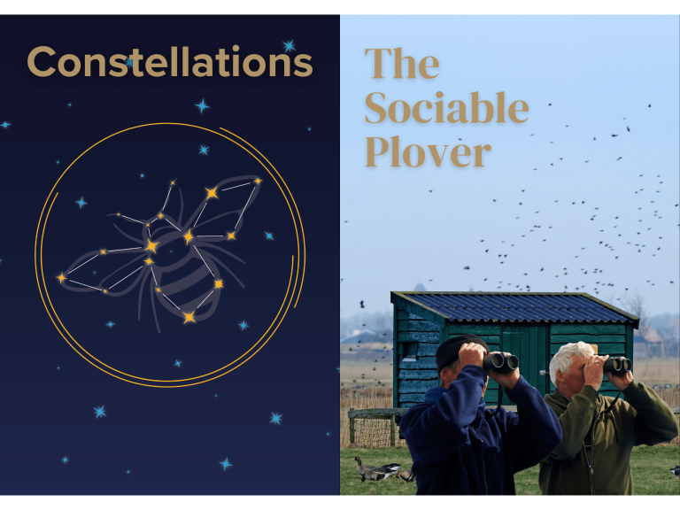 Frinton Summer Theatre - Constellations & The Sociable Plover