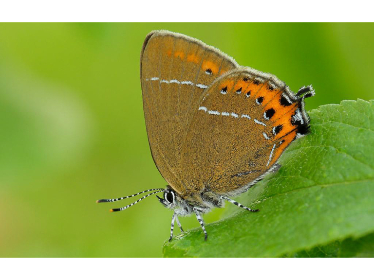 A FREE Guided Butterfly Walk at BBOWT Bernwood Forest, led by Peter Philp