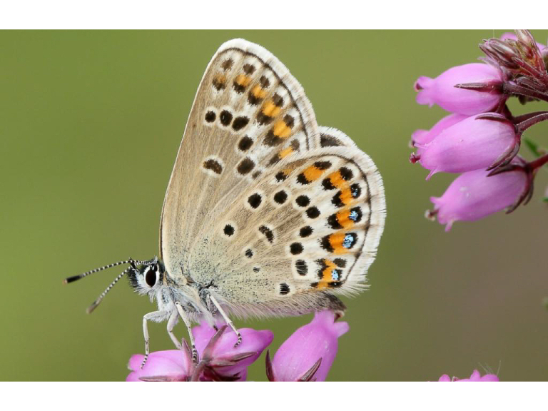 A FREE Guided Butterfly Walk at BBOWT Wildmoor Heath, led by Peter Philp