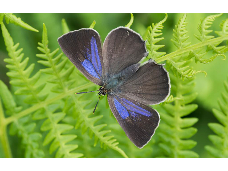 A FREE Guided Butterfly Walk at BBOWT Warburg NR, led by Hilary Glew