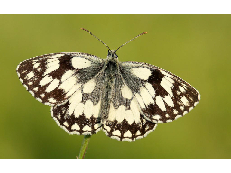 A FREE Guided Butterfly Walk at the Sustrans Track, East Hagbourne.