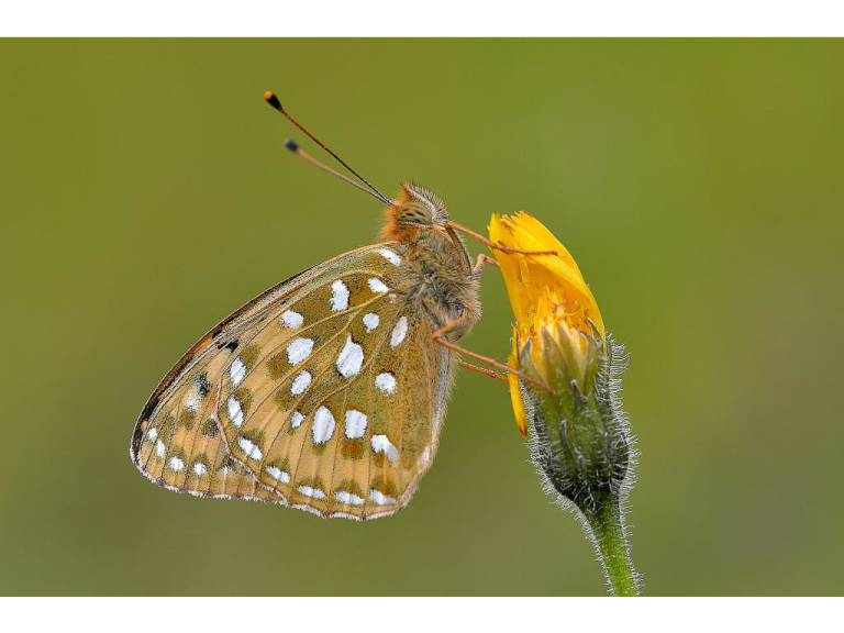 A FREE Guided Butterfly Walk at Butler's Hangings SSSI, West Wycombe