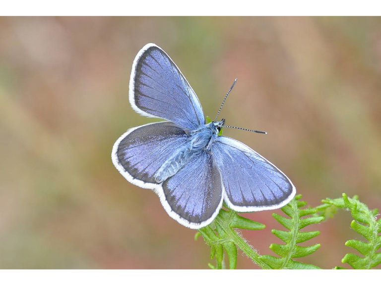 A FREE Guided Butterfly Walk to Pamber Forest & Silchester Common