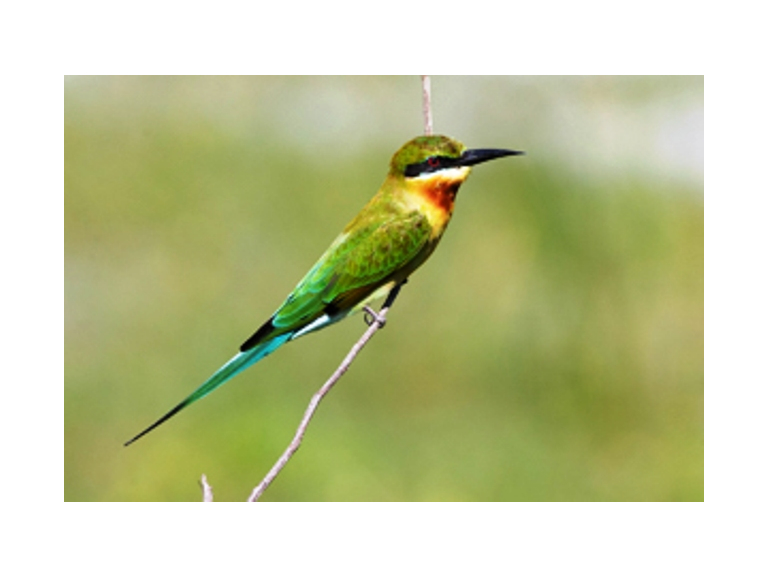 Wirral Bird Club - "Vibrant Sri Lanka" - Ashley Grove