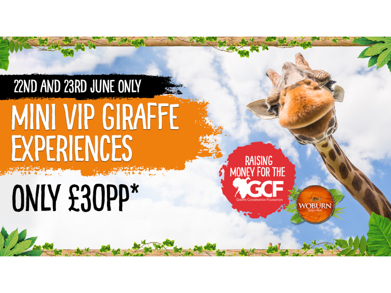 Giraffe Fundraising Weekend at Woburn Safari Park 
