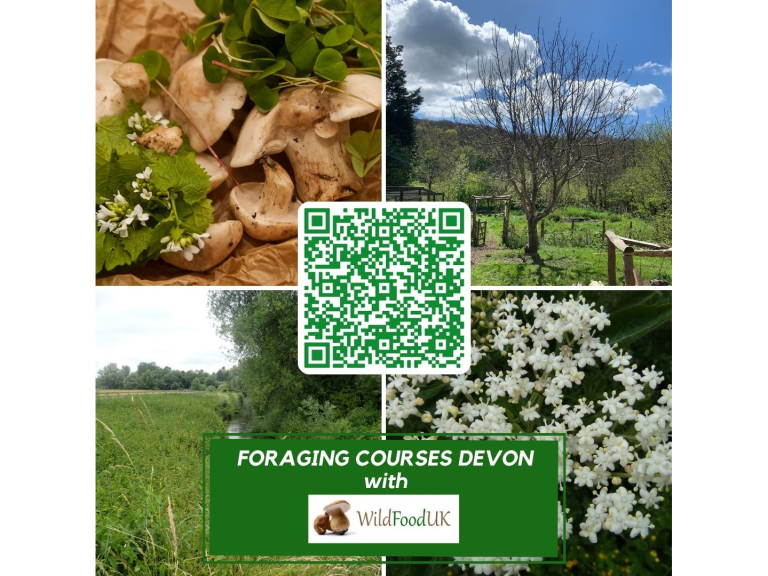 Foraging Courses in Devon with Wild Food UK