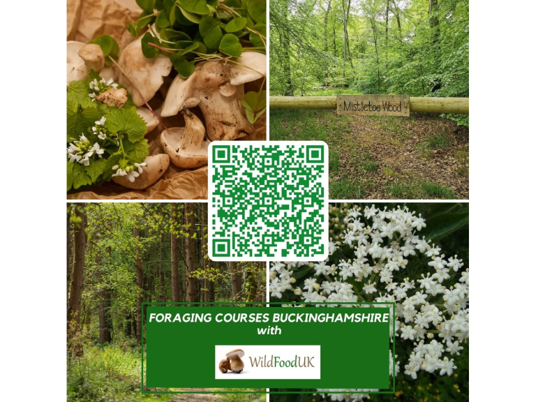 Foraging Courses with Wild Food UK - Buckinghamshire
