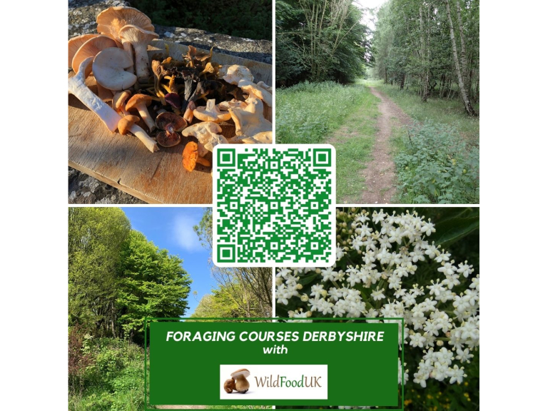Foraging with Wild Food UK - Peak District