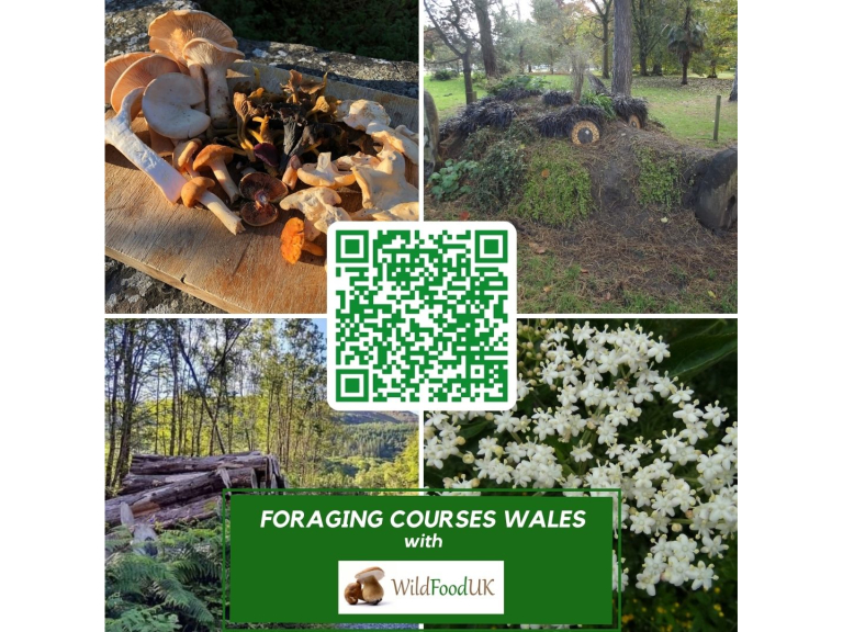 Foraging Courses with Wild Food UK - Wales