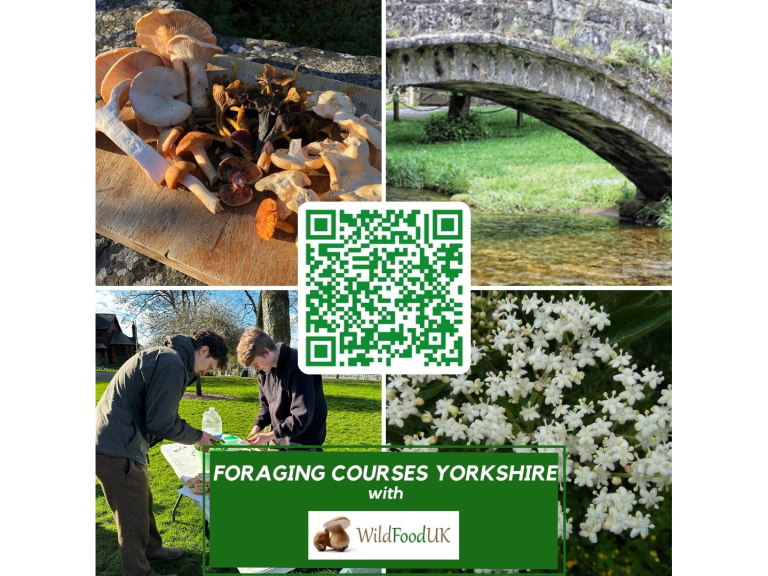 Foraging with Wild Food UK - Yorkshire