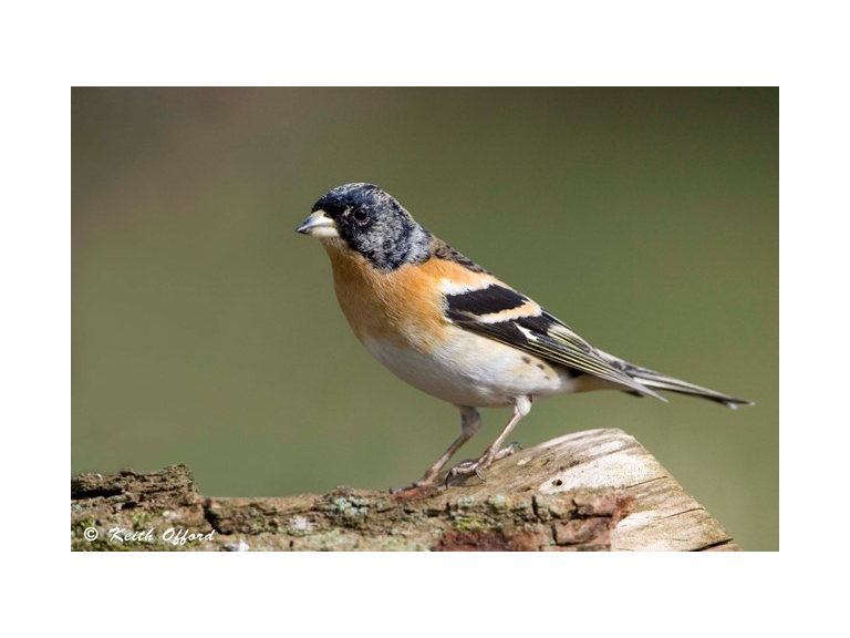 Wirral Bird Club - "A Garden for Birds" - Keith Offord