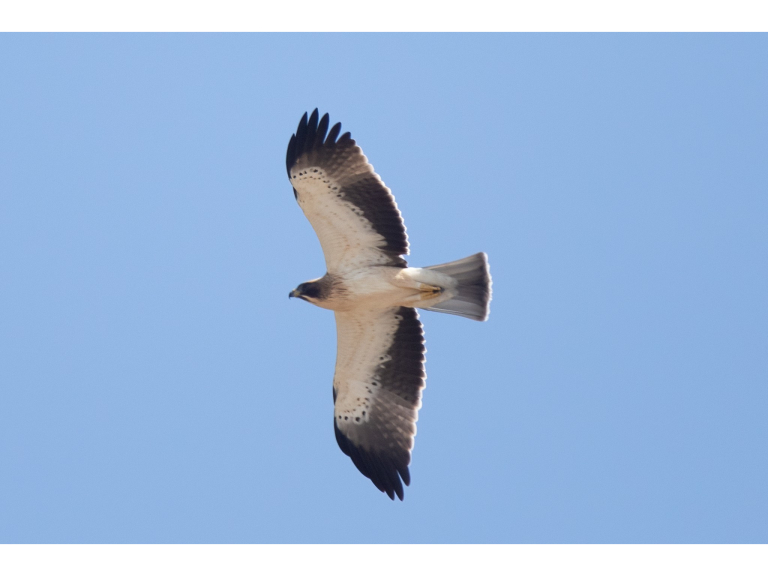 Wirral Bird Club - "Tarifa - Gateway to Africa" - Paul Hill