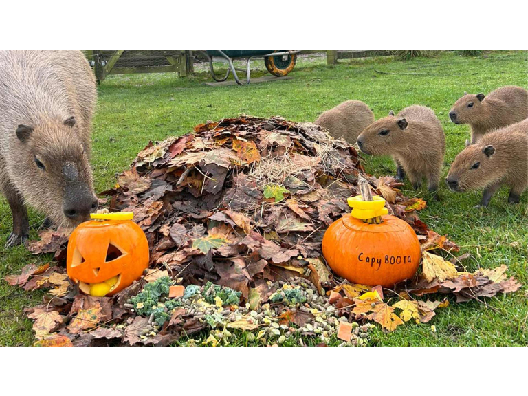 October Half Term and Halloween at Woburn Safari Park!