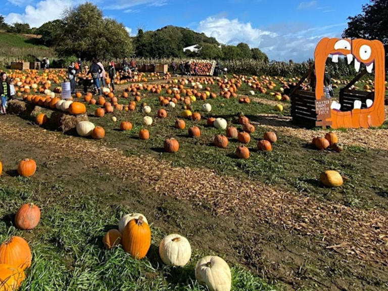 Master Farms' Pumpkin Patch