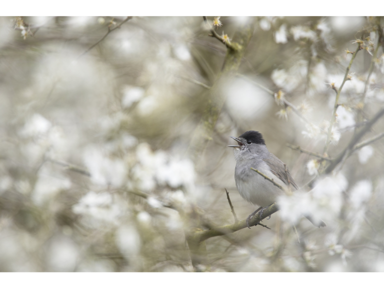 Not-so-Dawn Chorus Walk at Rainham Marshes