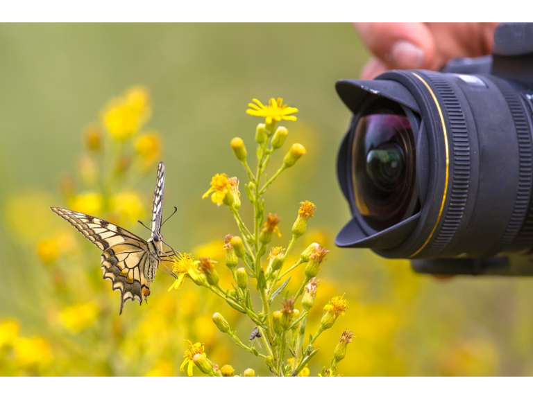 Summer Blooms Photography Workshop with Molly Hollman