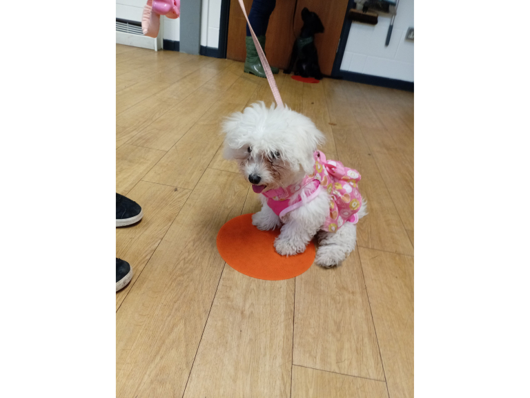 4Paws Academy Puppy Training Classes